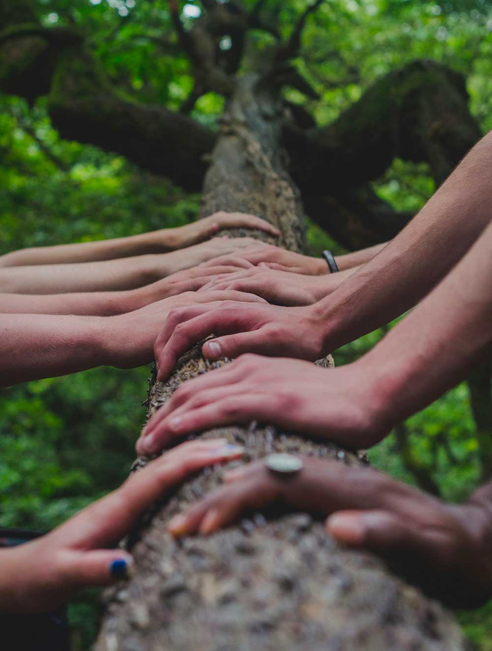 many teenager's hands on a tree trunk