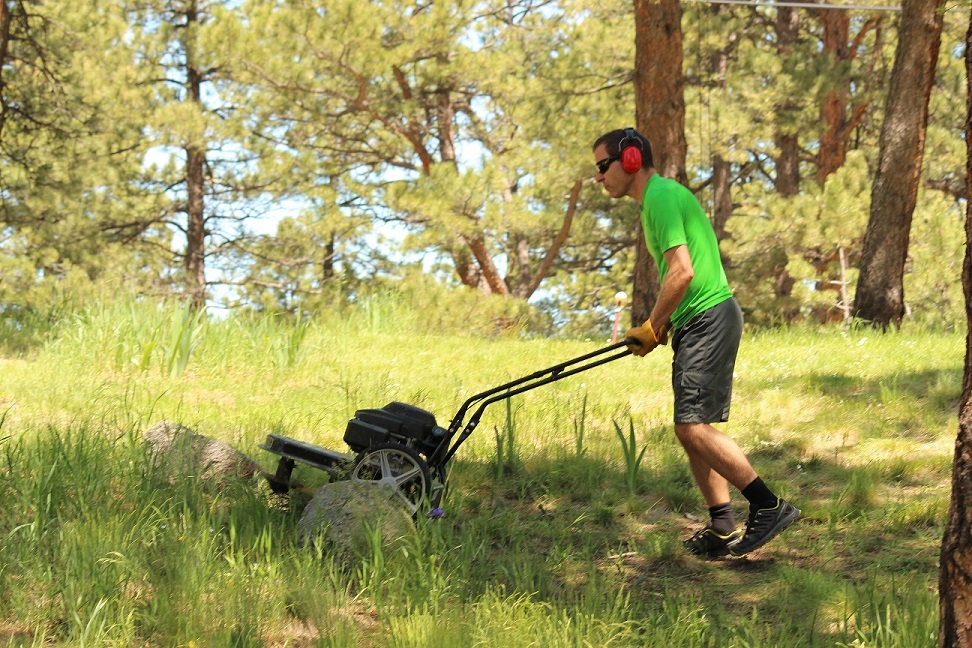 Mowing grasses 4 inches tall or less using a mower.