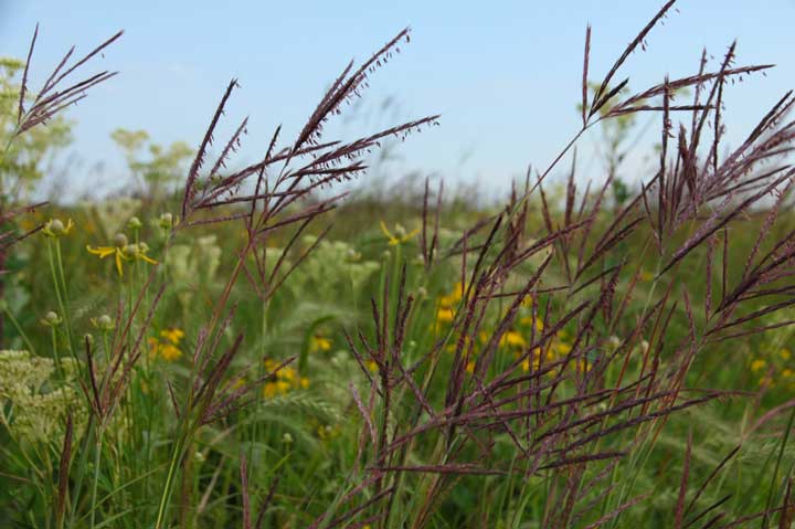 Field with tall grass and wildflowers