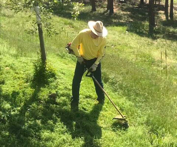 Man trimming grass 6 inches or less when using a weed whacker.