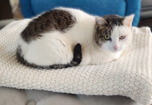 White cat with gray spots named Peanut