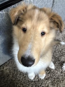 Collie puppy named Ollie