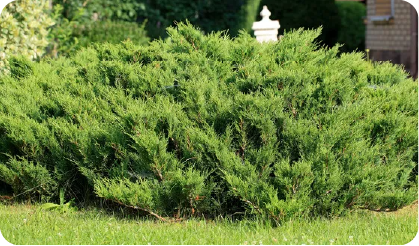 Green juniper bush