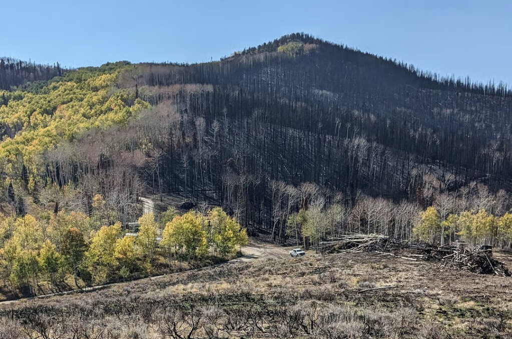 Wildfire in mountain stopped at a line of aspen trees