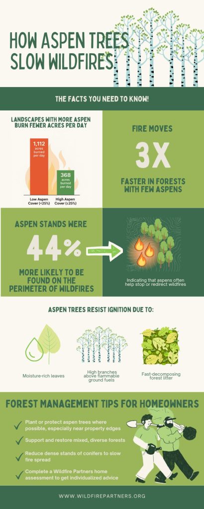 Graphic showing that Aspen trees slow wildfire due to moisture-rich leaves, high branches, and fast-decomposting forest litter