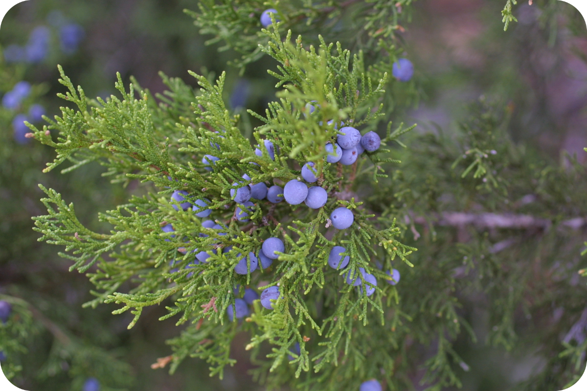Close up of a Juniper bush