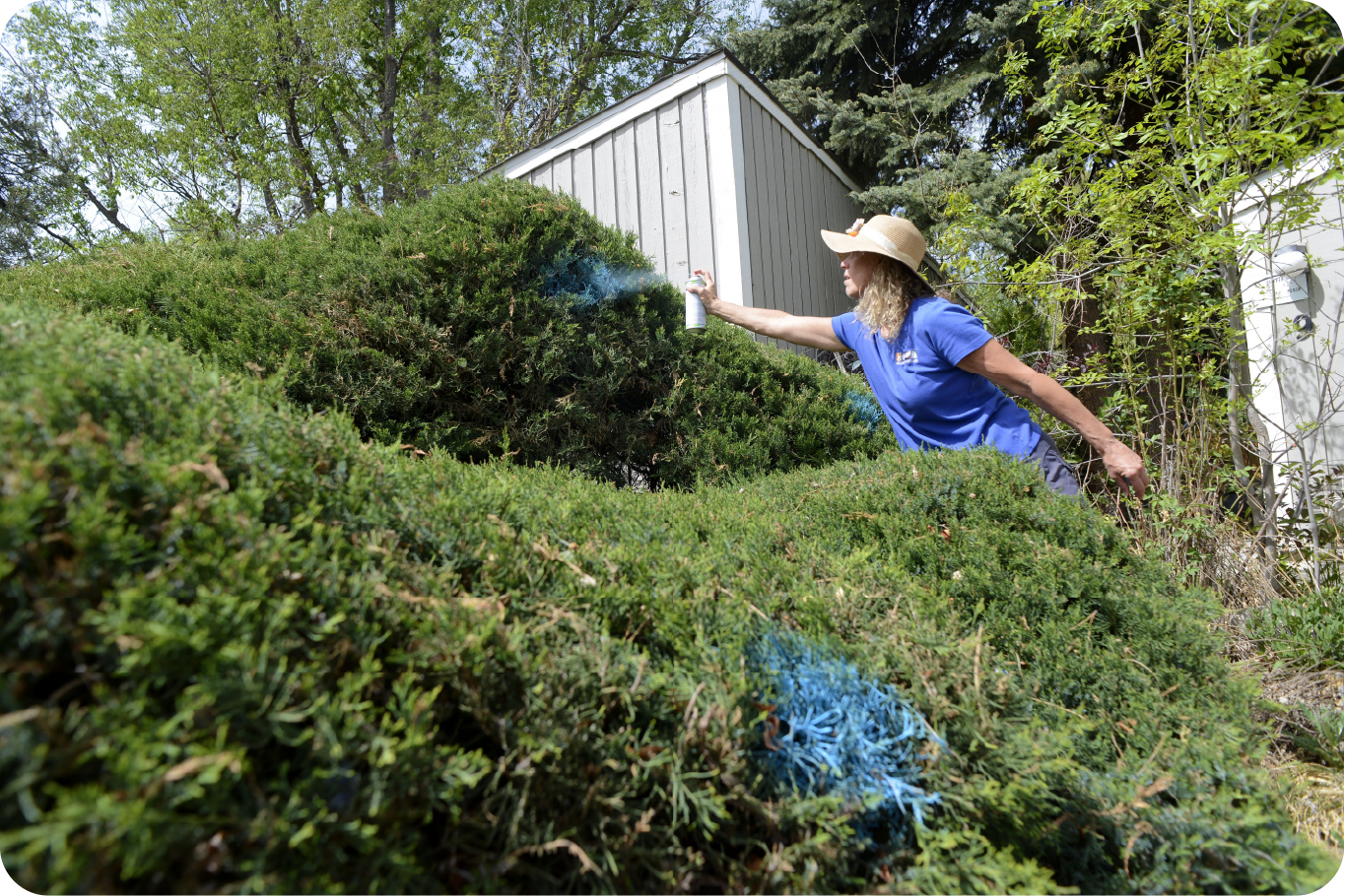 Wildfire Partner staff uses blue paint to mark juniper bushes for removal at Cottonwood Park