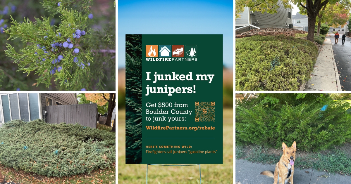 Collage of juniper bushes and Junk Your Junipers flyer